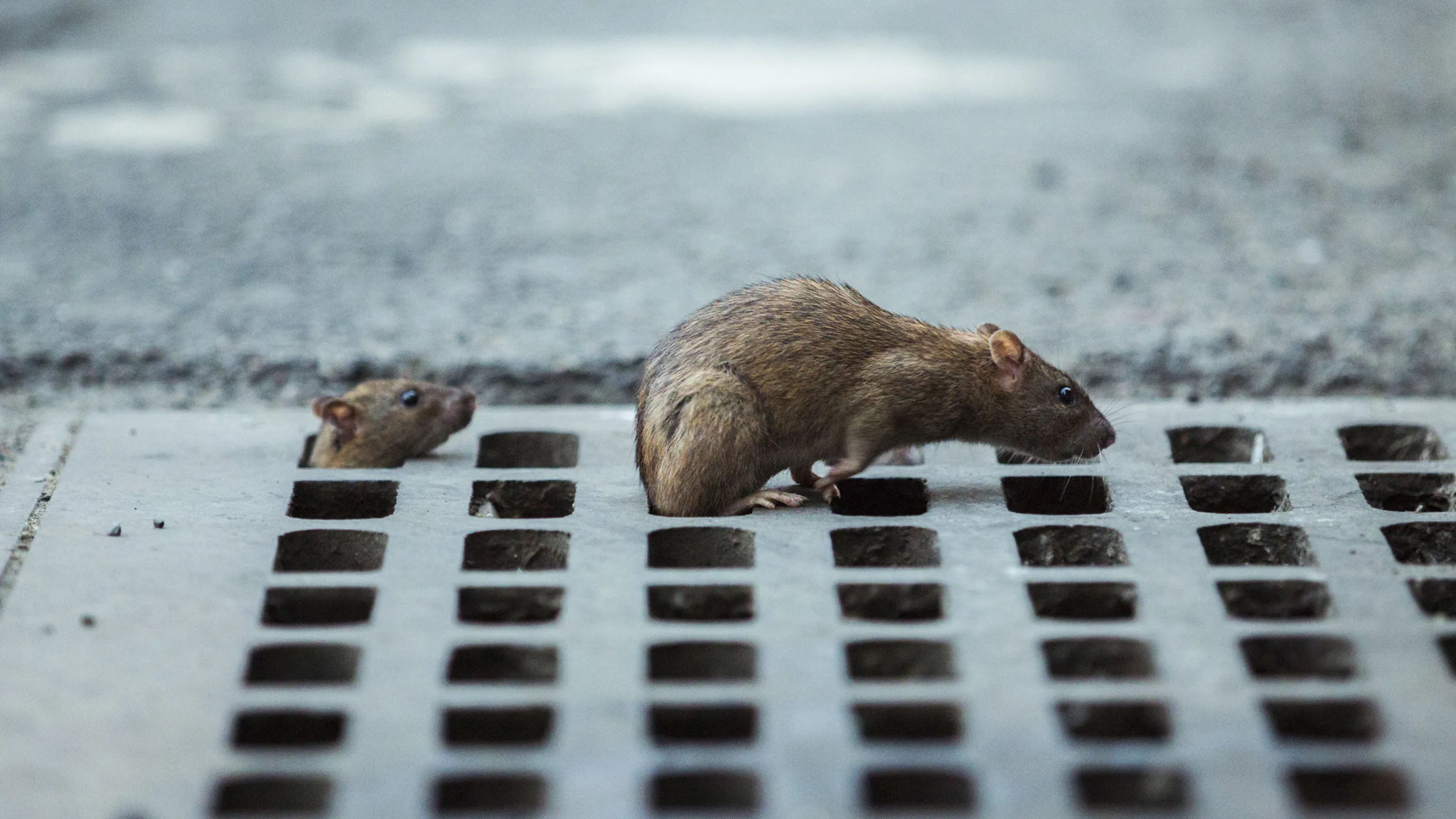 The Enemy at the Grates